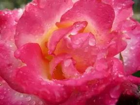 Closeup of a pink and yellow rose, with dew drops.