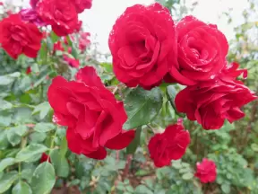 Red roses, so full and beautiful.