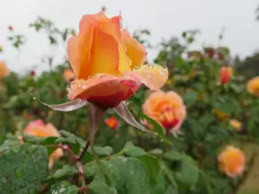 Rose bud and dew drops.