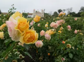 Yellow roses and the mission behind.