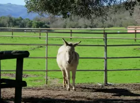 Cute donkey.