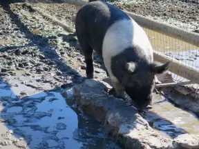 Pig blowing bubbles in the water.