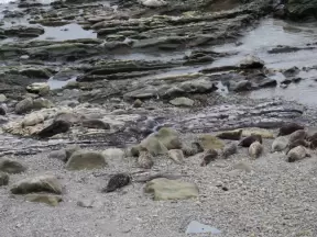 These seals are a pale brown, camouflaged against the sand.