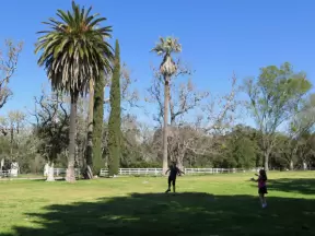 Playing frisbee on the grass, in the park.