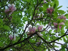Magnolia, delightful in early March.
