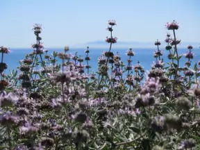 Lilac-colored flowers and sea.