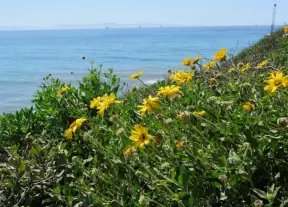 Yellow daisies, sea, and island.