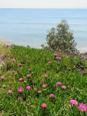 Purple flowers and the sea, on Lagoon Rd.