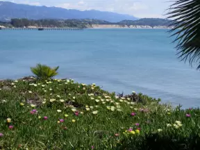 Looking toward the white cliffs of Goleta Beach, from Lagoon Rd. April flowers!