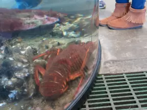 Wow, a big lobster!