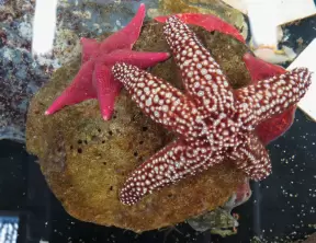 Starfish in the touch tank at The Reef.