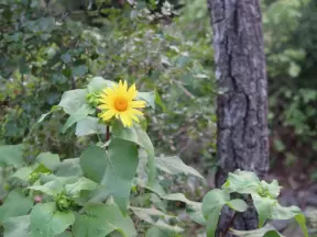 Yellow daisy in the forest.