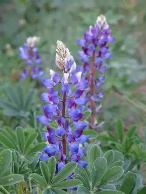 Blue Lupine, at the meadow.