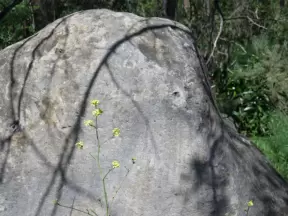 Granite rock and yellow flowers.