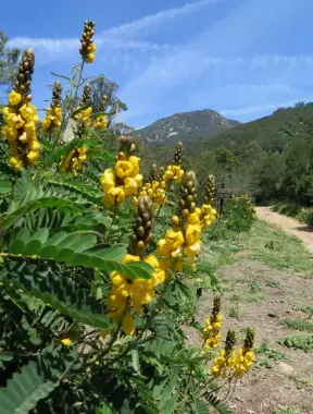 Wonderful yellow flowers, and mountains up ahead.