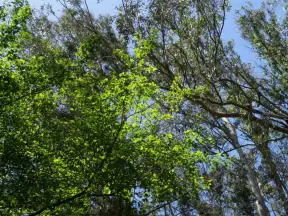 Looking up at the trees.