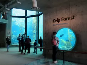 The Kelp Forest is a beautifully designed spot.