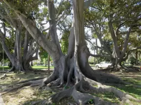 Beautiful tree roots in the park where Kidworld is located.