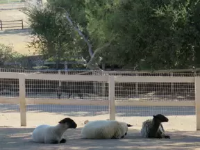 Sheep sitting in the shade.