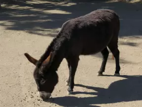 Black donkey with a beautiful coat.