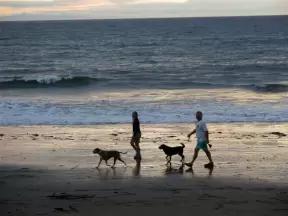 A couple walks their dogs.