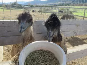 The emus are loveable.