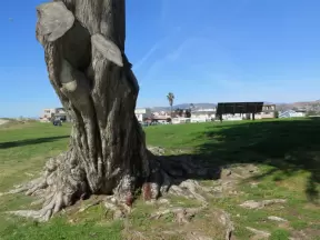 Tree with interesting roots, bench, and beachhouses.