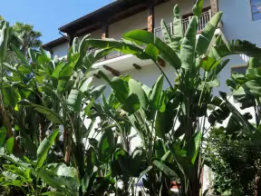 Banana trees in front of a Spanish balcony.