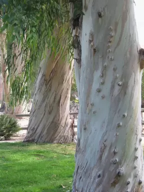 The marvelous eucalyptus trees on campus.