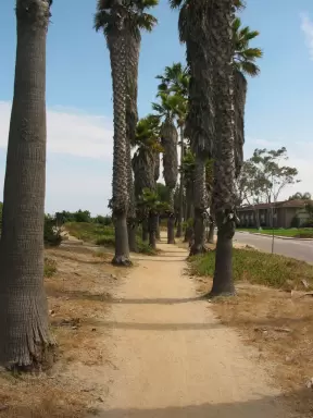 Palm-lined walkway on Lagoon Rd, with sweeping views of Goleta Beach!