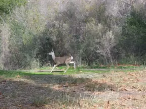 A deer runs by at Santa Ynez River, near the parking lot.