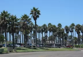 The parking lot has so many palms!