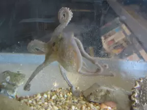 Small octopus at the sea center! Look at him go!