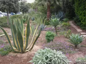The gardens near the Beach Access Parking- huge stripey cactus!