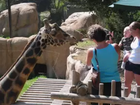 Feeding a giraffe- a close encounter!