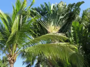 Amazing fan palms.