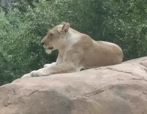 A lion looking regal.