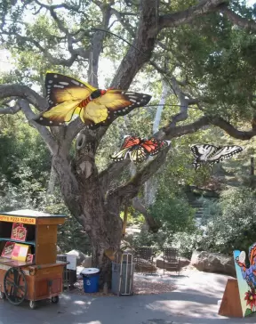 Huge butterfly decorations hanging from the oak trees.