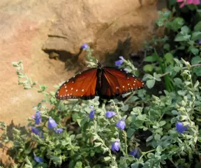 Butterfly with sandstone rock behind and wildflowers.