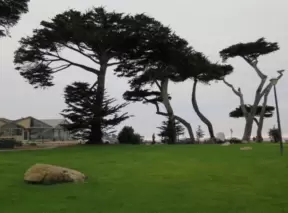 Monterey cypress trees. 