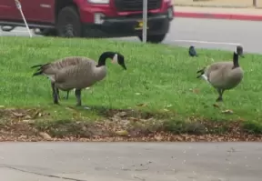 Geese in the Monterey Bay Park parking lot. 