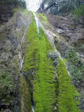 The thin waterfall and mossy rock wall.