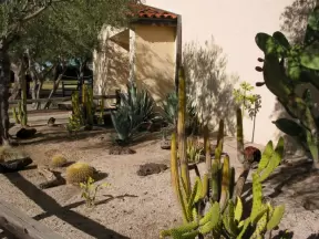 Cactus garden.