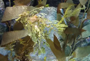 Incredible camouflaged sea horse that looks like leafy seaweed.
