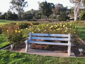 Bench and yellow roses.