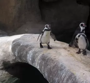 An adorable penguin crossing the arch.