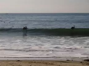 Pelicans floating over a wave!