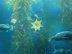 The Kelp Forest, and yellow starfish.