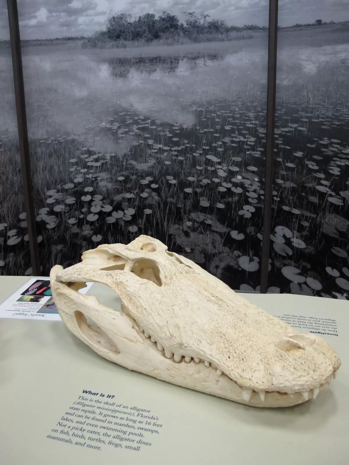 Okeeheelee Nature Center, West Palm Beach