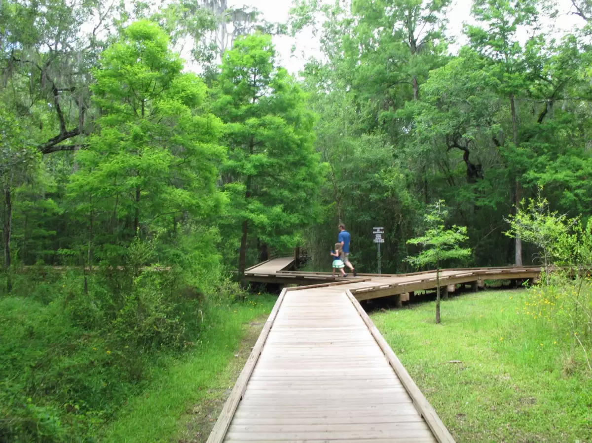 Lettuce Lake Park, Tampa